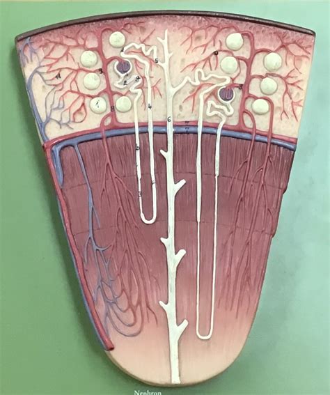 Urinary system (Kidney) - Renal medulla Diagram | Quizlet