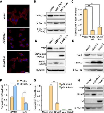 ASB13 Inhibits Breast Cancer Metastasis Through Promoting SNAI2