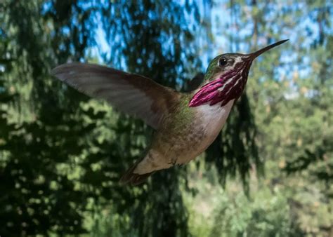 6 Species Of Hummingbirds In Connecticut Picture And Id Guide