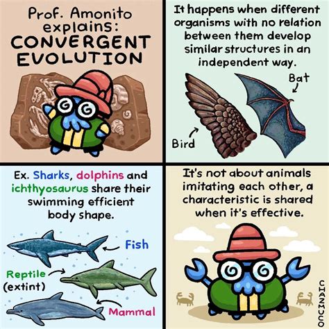 Convergent Evolution Examples In Fish