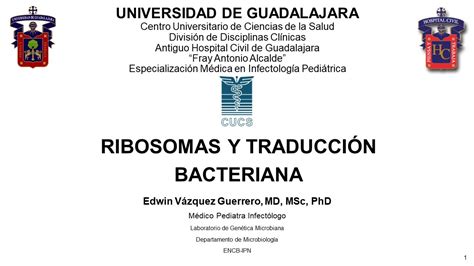 4 Ribosomas y traducción bacteriana YouTube