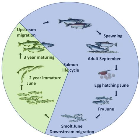 Sockeye Salmon Life Cycle