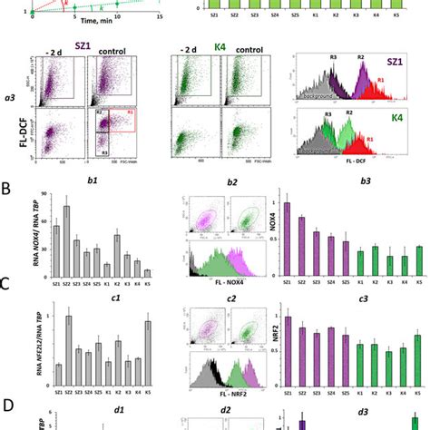 Reactive Oxygen Species Ros Level In The Hsfs A A1 An Example Of