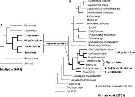 Figure From Molecular Phylogenetic Analysis Of Nycteribiid And