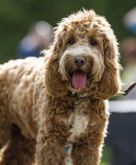 Cockapoo - A Complete Guide To The Cocker Spaniel Poodle Mix