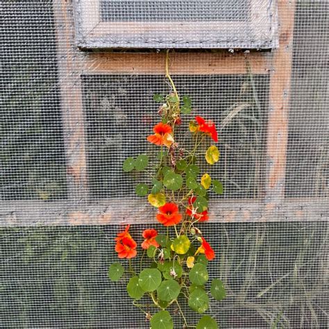 Tropaeolum Majus Gleam Hybrids Climbing Nasturtium Gleam Hybrids