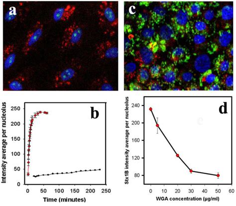 Toxins Free Full Text Shiga Toxin Is Transported Into The Nucleoli Of Intestinal Epithelial