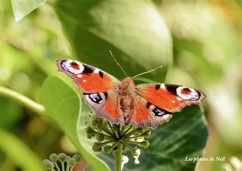 Paon Du Jour Les Photos De Nellou