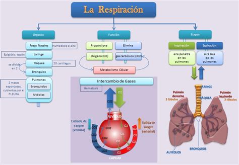 Esquemas Diagramas Gr Ficos Y Mapas Conceptuales La Respiraci N