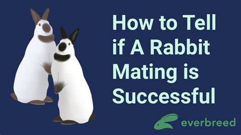 How To Tell If A Rabbit Mating Is Successful Everbreed