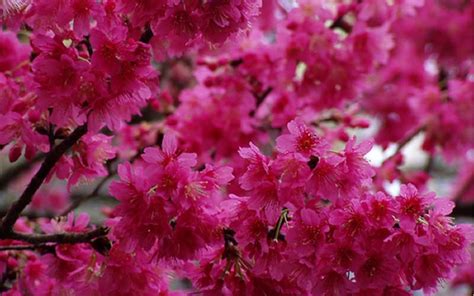 Taiwan Flowering Cherry Picture Gardenality