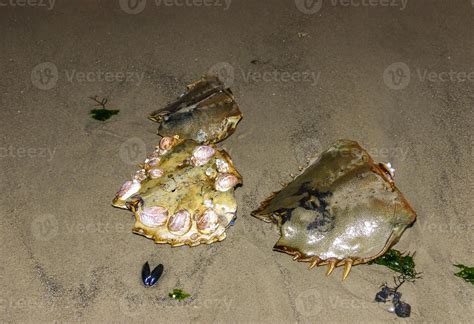 Shells Horseshoe crab Limulus polyphemus, An animal washed up by a