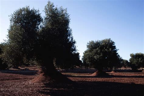 The mood, Apulia in August, Italy | The Voyageur