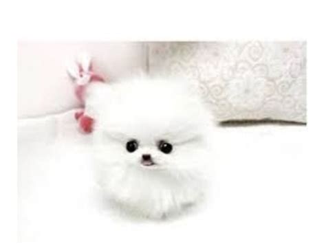 Teddy Bear Face White pomeranian puppies | Pomeranian puppy teacup ...