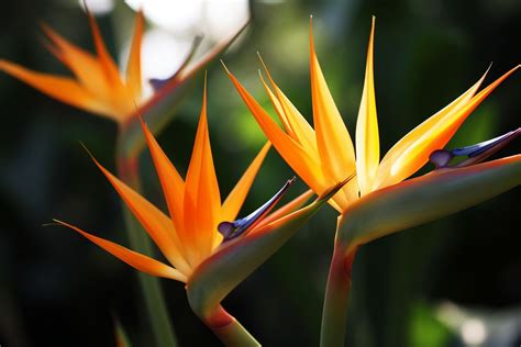 Crane Flower Meaning Symbolism And Spiritual Significance Foliage