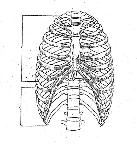 Ribs Diagram Diagram | Quizlet