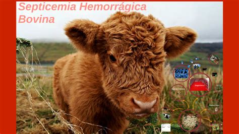 Septicemia Hemorr Gica Bovina By Kathleen Cornejo On Prezi