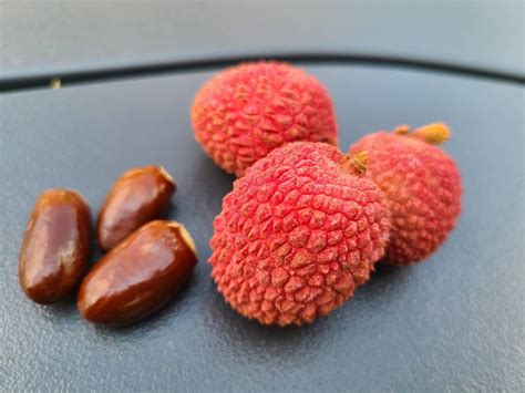 Lychee Seeds Litchi Chinensis Litchi Lychi Soapberry Etsy