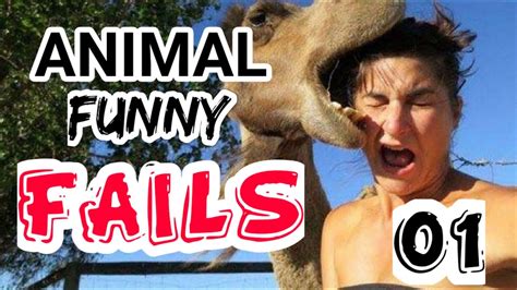 Funny Animal Fails Compilation 01 - YouTube