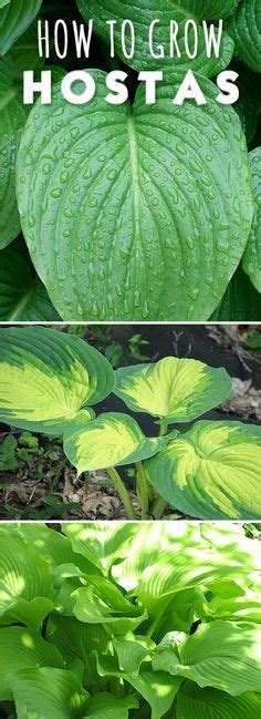 How To Grow And Care For Hosta Plants Hostas Hosta Plants Plants