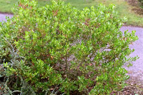 25 Low Maintenance Evergreen Shrubs For Your Garden