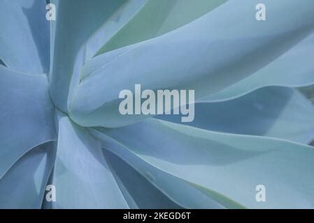 Agave Leaves Rosette Closeup Abstract Floral Pattern Wild Agave Plant