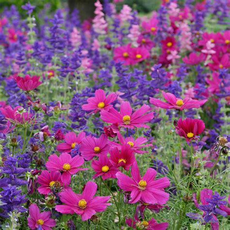 Cosmos Seeds - Dazzler - Packet - Red Flower Seeds, Open Pollinated