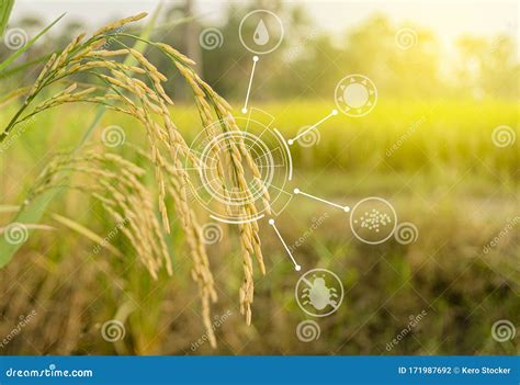 Modern Agriculture Concept Ripe Ears Of Rice And Smart Farming Icon