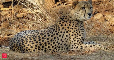 Project Cheetah Breeding Cheetah Selection Strategies At Focus In