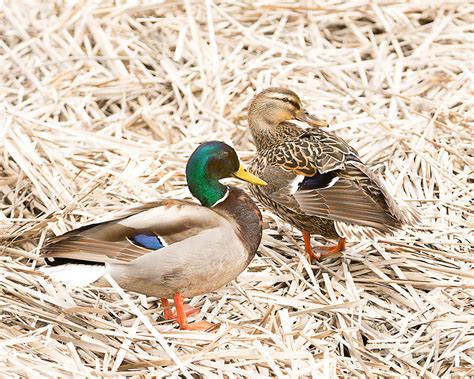 Mallard Mating Pair Photograph by Dennis Hammer | Pixels