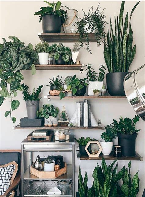 Plant Decor Indoor House Plants Decor Room With Plants Indoor Plant