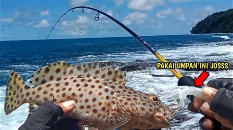 Viral Coba Pakai Umpan Ini Mancing Ikan Kerapu Di Spot Pinggiran Pantai