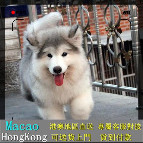 阿拉斯加雪橇犬國際名犬名貓專業繁殖各種健康純種名犬：布偶貓、金吉拉、金漸層、藍白、藍貓、美短、無毛貓、暹羅貓、銀漸層、泰迪、貴賓犬、比熊犬