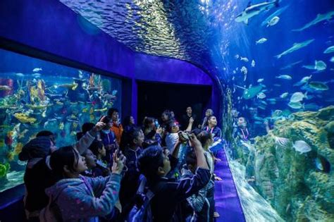 TP Ya Conoces El Nuevo Acuario Michin Puebla Centro Comercial