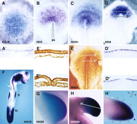 Negative Feedback Regulation Of Fgf Signaling Levels By Pyst Mkp In