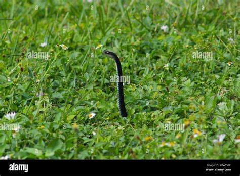 A Black Snake Pops Its Head Out Of The Grass Stock Photo Alamy