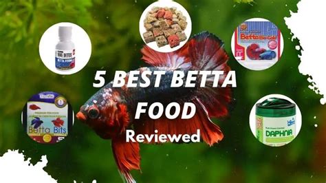 5 Best Food For Betta Fish 2023 Review