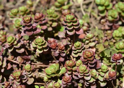 20+ sedum varieties to enhance your garden 🌿 🌸 TOP picks and hardy options