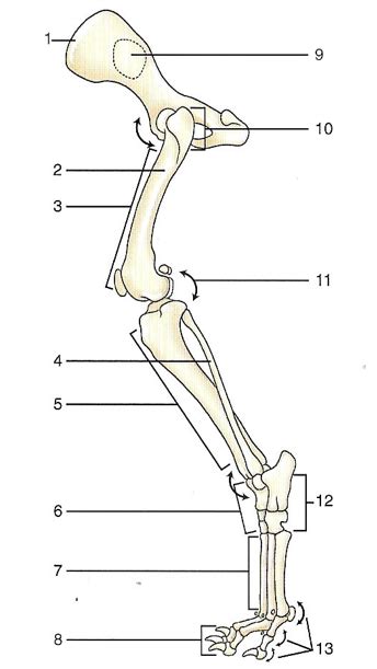 Bones Of The Pelvic Limb Diagram Quizlet