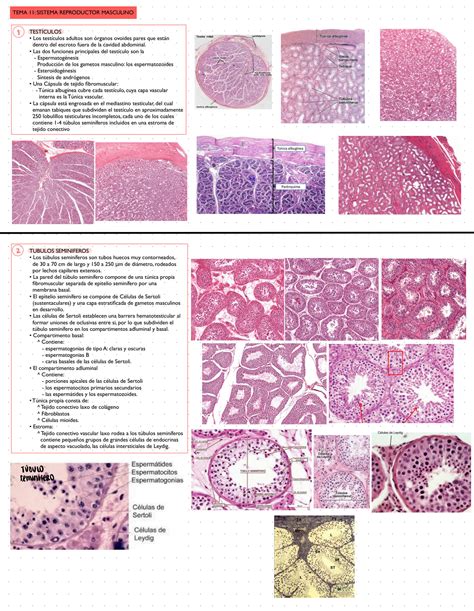 SOLUTION Morfo 3 Histología Práctica 11 Sistema Reproductor