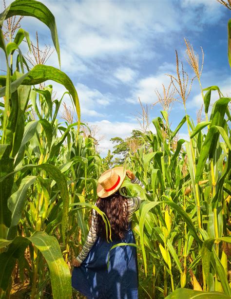 Corn Husk Photos, Download The BEST Free Corn Husk Stock Photos & HD Images