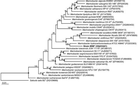 Maximum Parsimony Phylogenetic Tree Based On S Rrna Gene Sequences