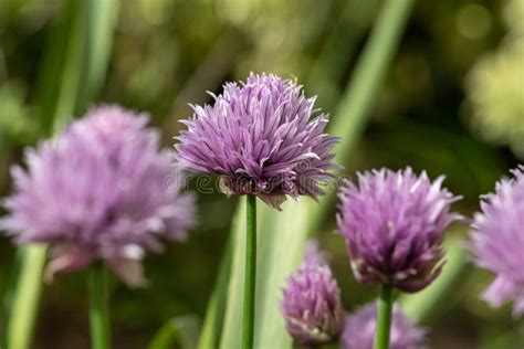 Chives Allium Schoenoprasum Flowers Stock Photo - Image of horticulture ...