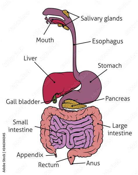 Human digestive system gut gastrointestinal tract anatomy diagram Stock ...