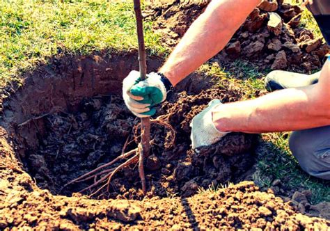 Piantare Piante Da Frutto Come E Quando Mettere A Dimora