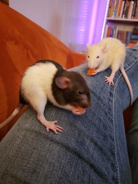 Carrots!! : r/RATS