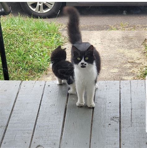 Tuxedo mama and her tuxedo kitten : TuxedoCats