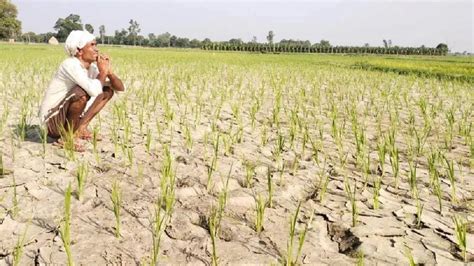 Purvanchal Drought सूखे की चपेट में पूर्वांचल की खेती धान के खेत में