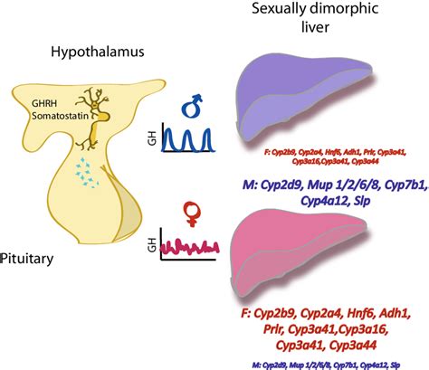 Sexual Dimorphism Of The Ghrhgh Liver Axis A Multistep Signaling