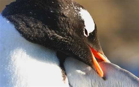 Prairie Ice: How Many Feathers on a Penguin?